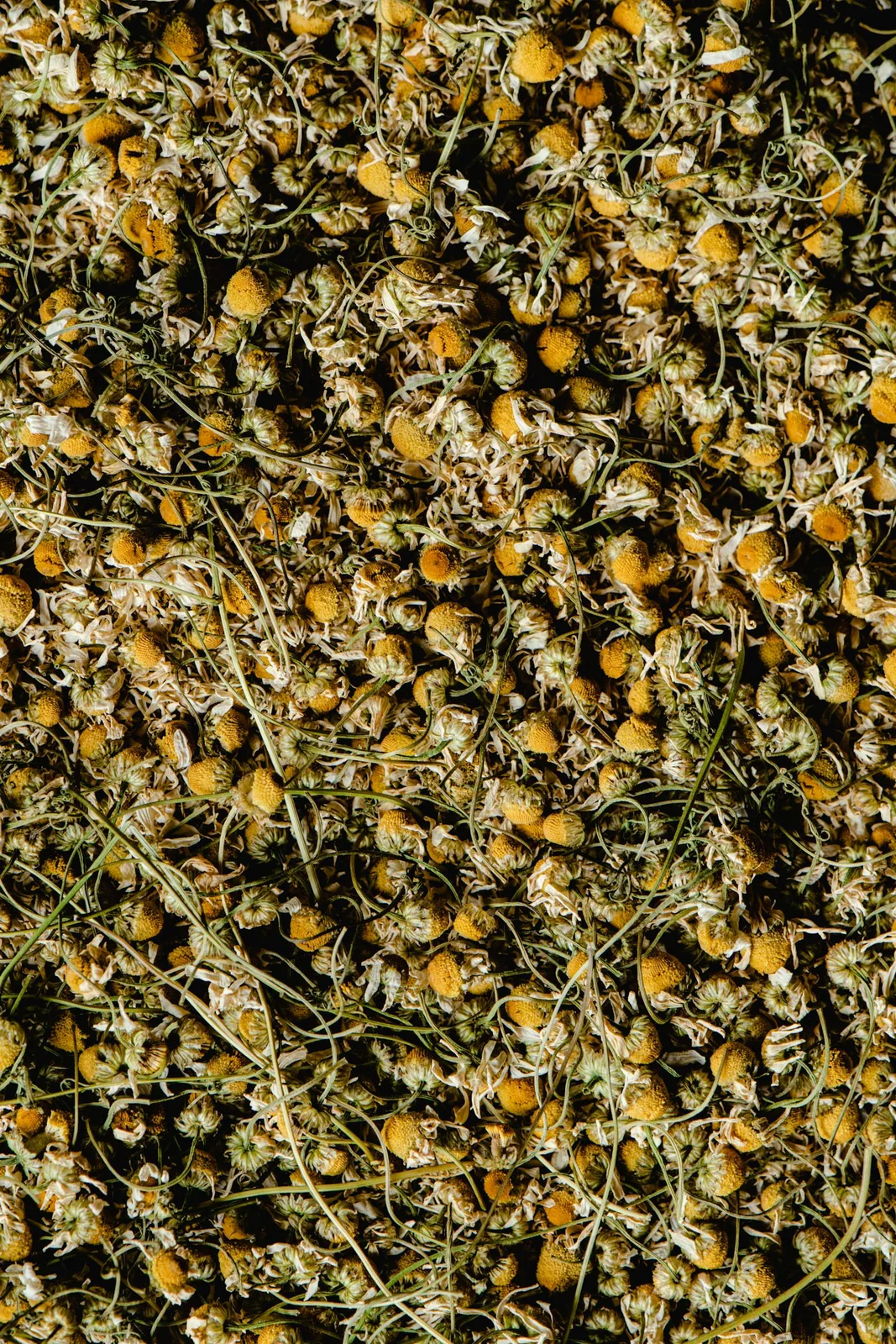 Dried chamomile flowers in a close-up botanical texture.